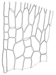 Warnstorfia fluitans “calliergidium” growth form, alar cells. Drawn from J.K. Bartlett 23375, CHR 348341.
 Image: R.C. Wagstaff © Landcare Research 2014 